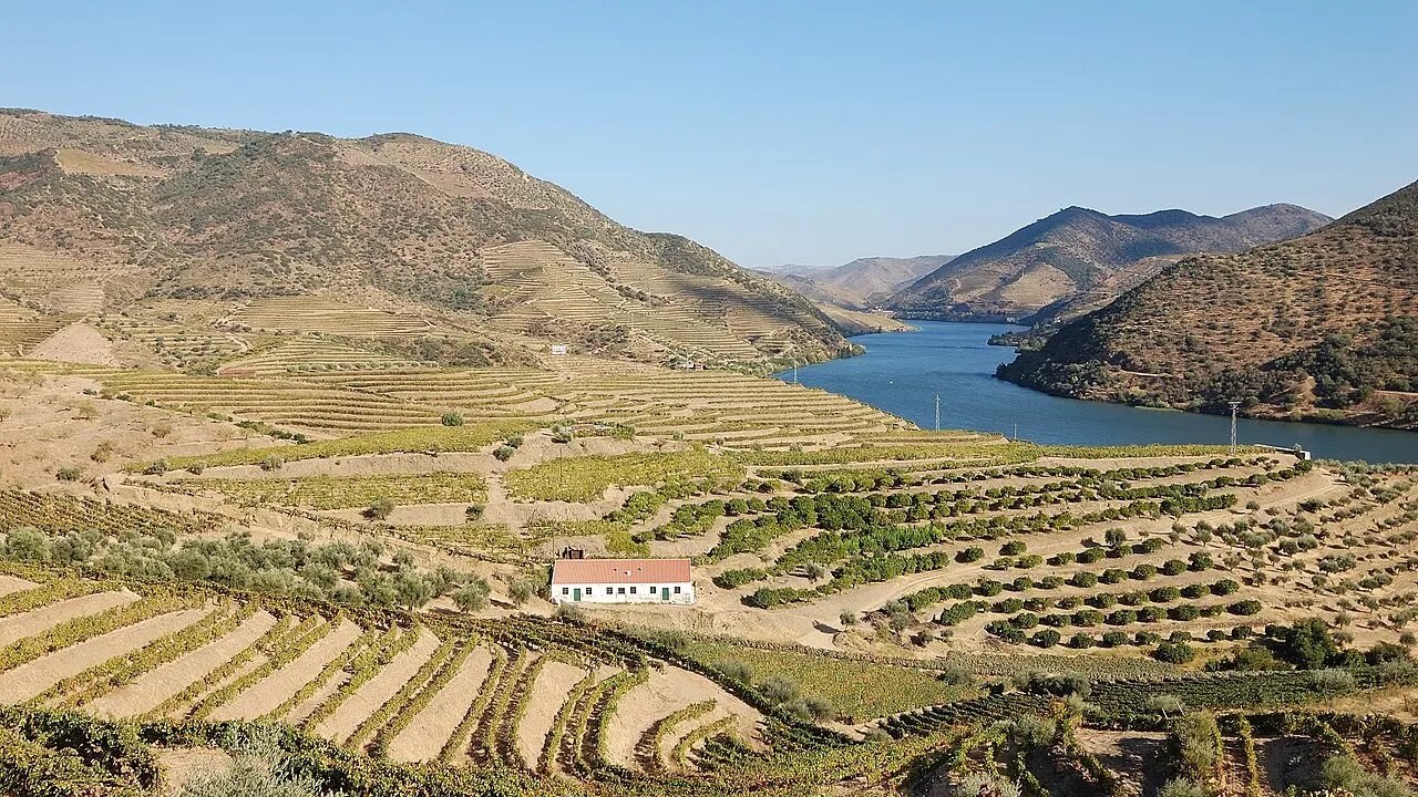 Viñedos en Valle del Douro, Portugal