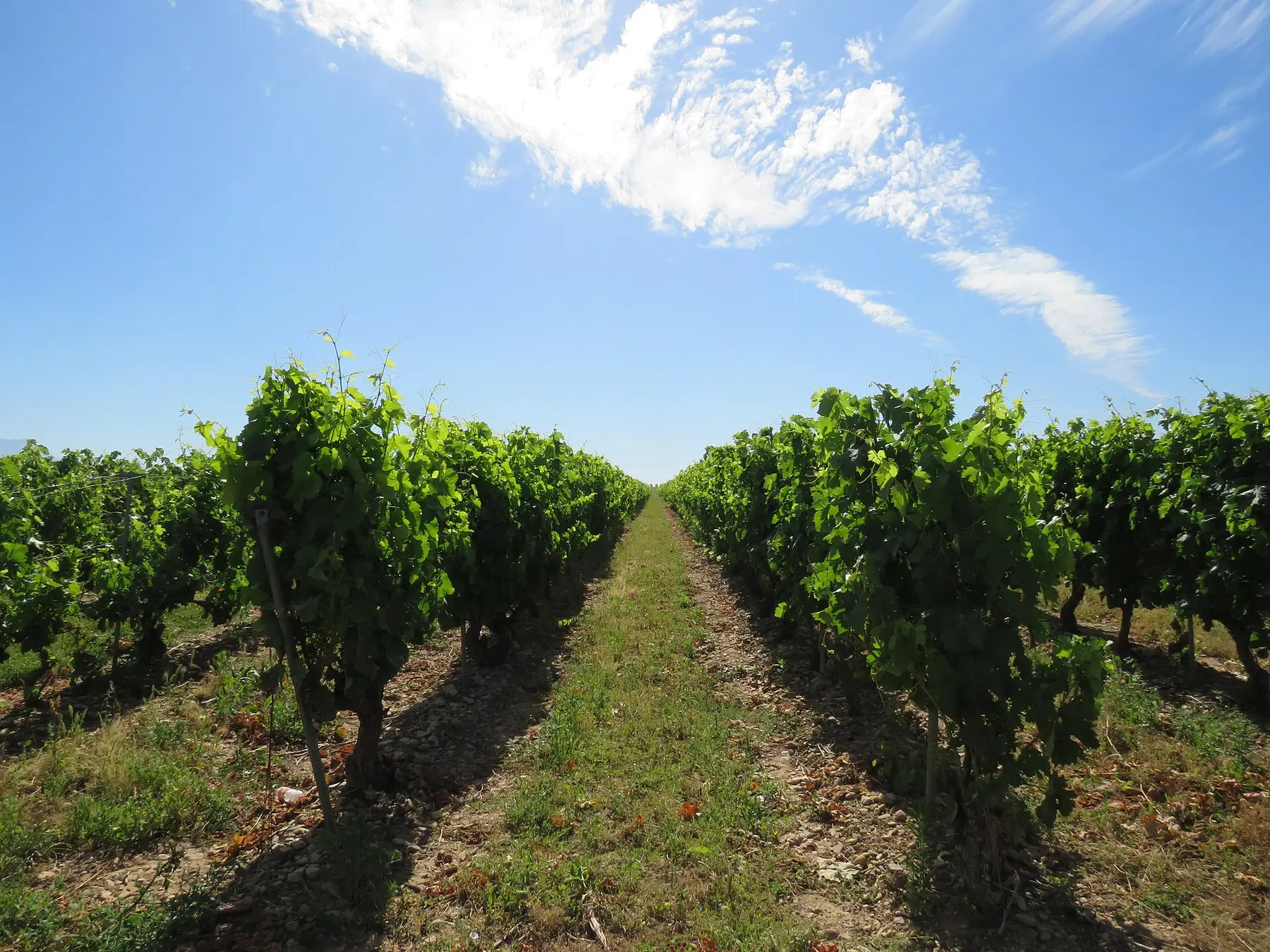 Viñedos en La Rioja, España