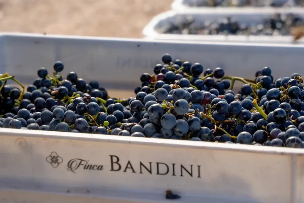 Cajón de uvas recién cosechadas